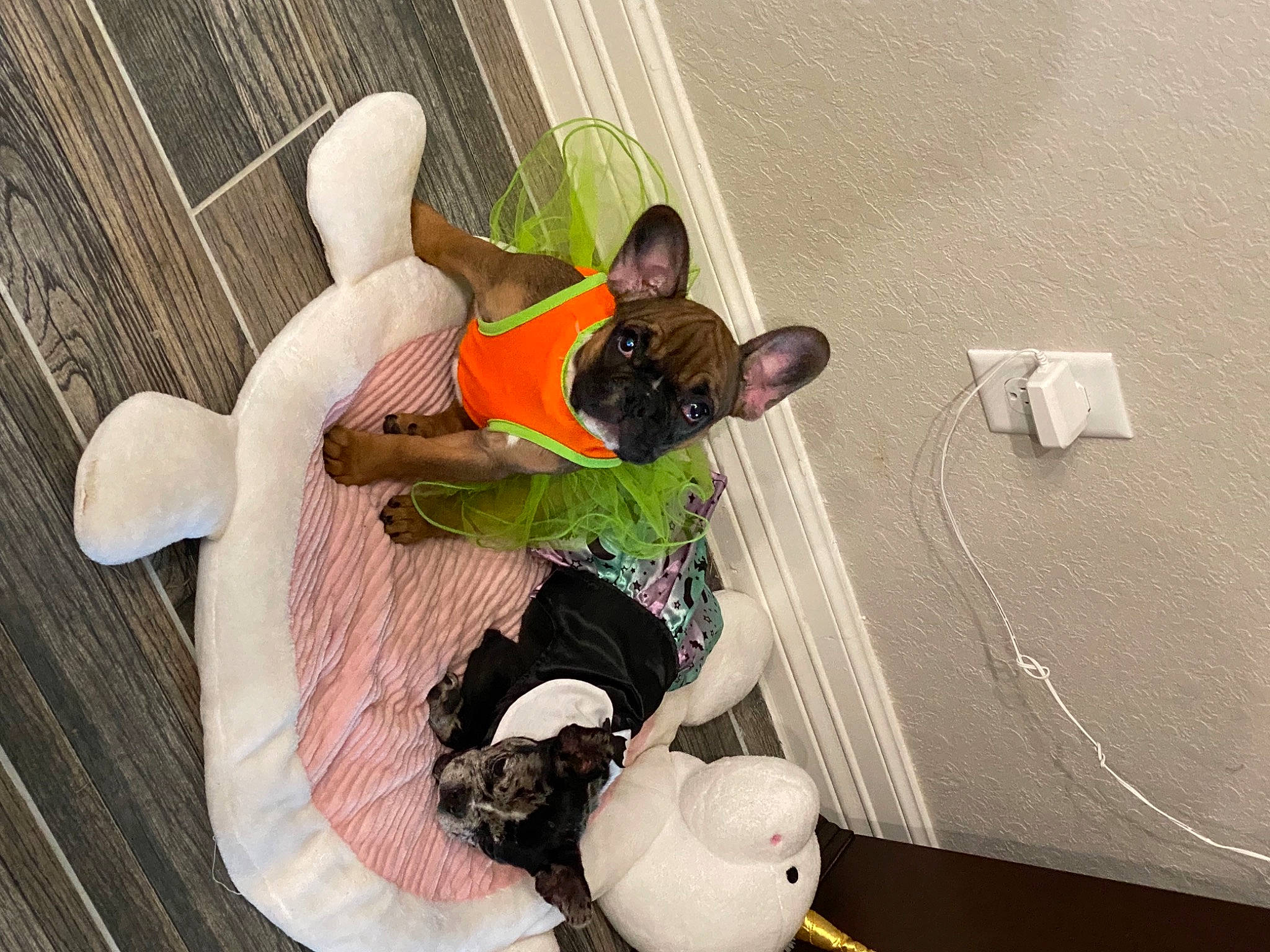 Iggy joined the competition — help win amazing prizes! art, baby_products, baby_toys, ceiling, chair, comfort, flooring, fun, happy, leg, leisure, plastic, play, recreation, room, sitting, space, toddler, toy, visual_arts