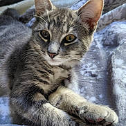 Misty a rejoint le concours — aidez-le/la à gagner de superbes lots ! cat, tabby, animal, pet, feline, fur, whiskers, paws, blanket, cozy, indoor, resting, cute, soft, comfort, relaxed, sleepy, closeup, portrait, eyes