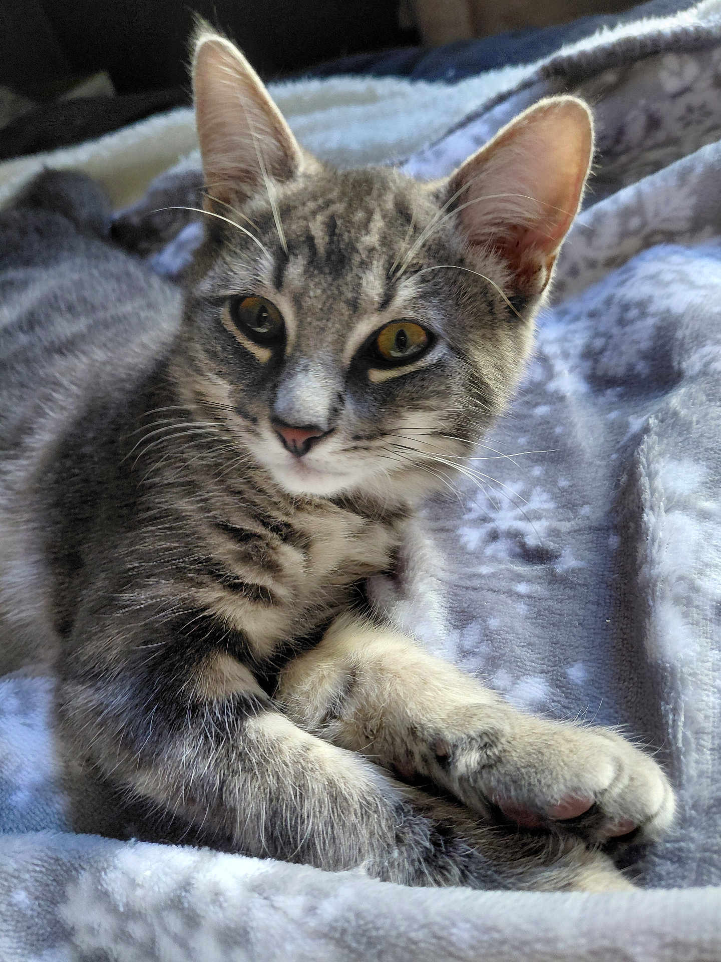 Misty a rejoint le concours — aidez-le/la à gagner de superbes lots ! cat, tabby, animal, pet, feline, fur, whiskers, paws, blanket, cozy, indoor, resting, cute, soft, comfort, relaxed, sleepy, closeup, portrait, eyes