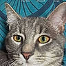 cat, tabby_cat, closeup, yellow_eyes, gray_fur, whiskers, phone_screen, app_icons, blue_background, pattern, digital, home_screen, mobile_phone, pet, animal, portrait, indoor, feline, curious, calm
