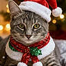 cat, tabby, christmas_hat, holiday, festive, collar, red, green, sparkly, santa_hat, pet, animal, feline, cozy, indoor, bokeh, lights, snowflake, blanket, cute