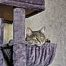 cat, tabby, yellow_eyes, cat_tree, purple, hammock, furniture, indoor, pet, cozy, curious, animal, fur, ears, paw, resting, looking, portrait, gray_wall, house