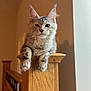cat, tabby, pet, indoor, wood, banister, furniture, animal, cute, feline, perched, gray, soft_fur, domestic_cat, mischievous, cozy, home, portrait, looking, ears