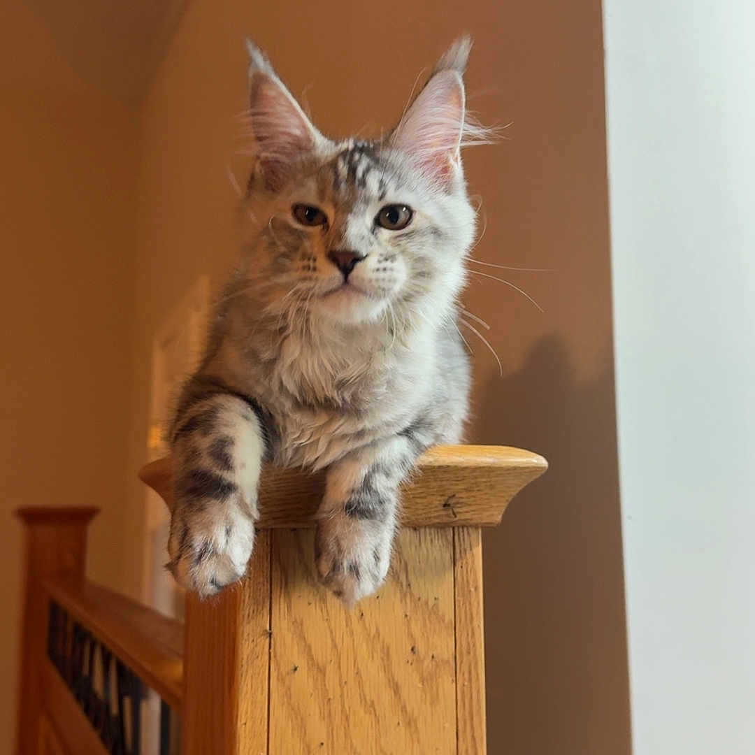Luna is registered to the contest to win money with this photo: animal, banister, cat, cozy, cute, domestic_cat, ears, feline, furniture, gray, home, indoor, looking, mischievous, perched, pet, portrait, soft_fur, tabby, wood