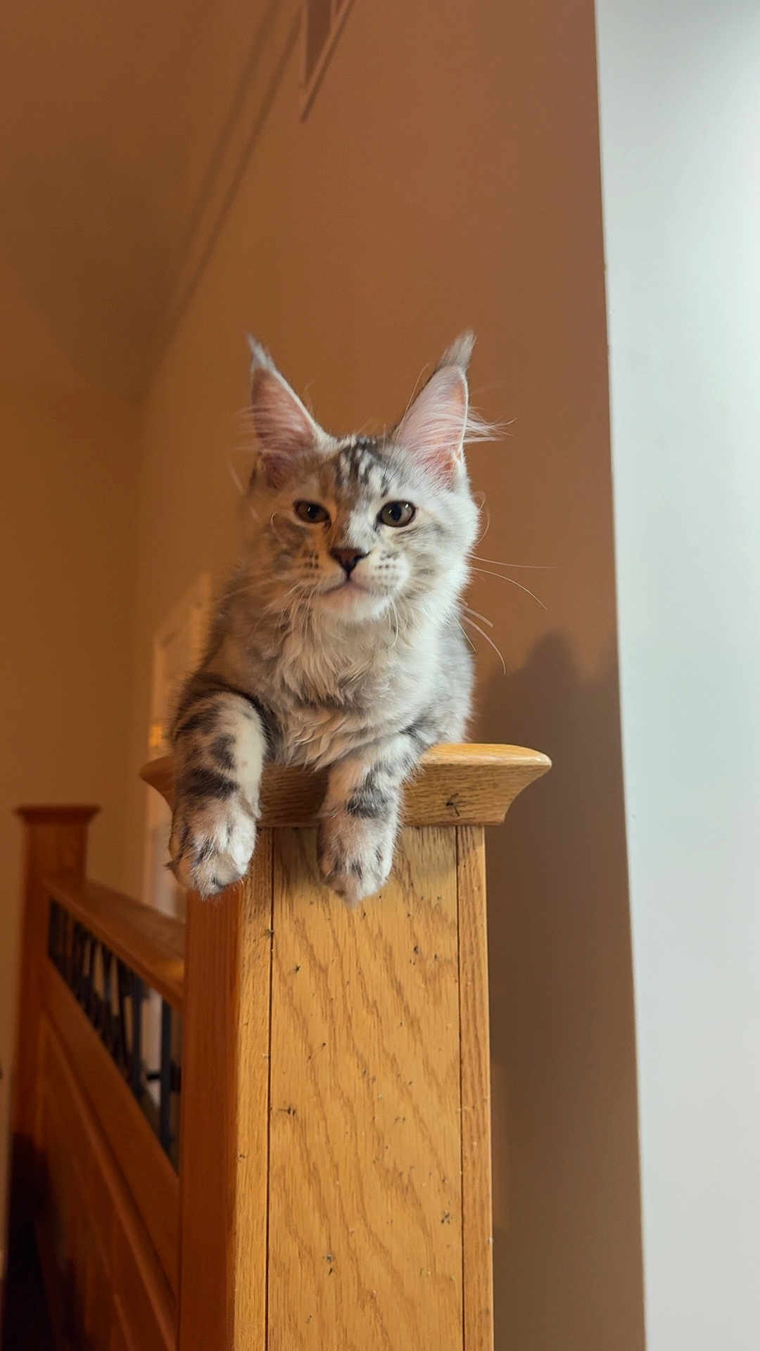 Luna is registered to the contest to win money with this photo: cat, tabby, pet, indoor, wood, banister, furniture, animal, cute, feline, perched, gray, soft_fur, domestic_cat, mischievous, cozy, home, portrait, looking, ears