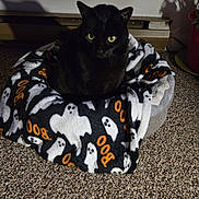 Xyla Marie is registered to the contest to win money with this photo: black_cat, cat, pet_bed, blanket, ghost_pattern, halloween, boo_text, carpet, indoor, cozy, animal, feline, yellow_eyes, resting, domestic_cat, cute, comfort, houseplant, shadow, home