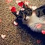 cat, animal, pet, carpet, heart, heart_shape, cute, lying_down, indoor, feline, whiskers, ears, fur, tabby, white_fur, playful, digital_effect, love, adorable, close_up