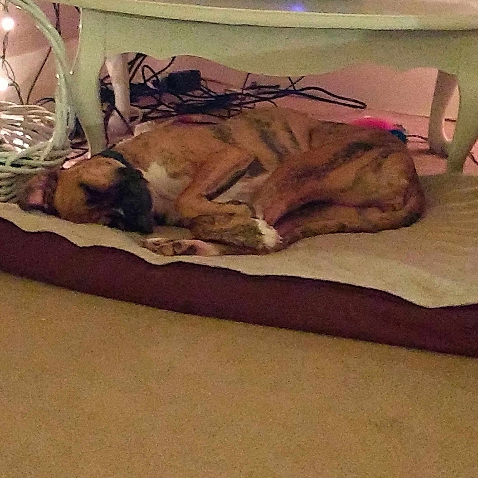 Mercy is registered to the contest to win money with this photo: bed, carnivoran, dog, dog_bed, dog_breed, dog_like_mammal, floor, flooring, furniture, mammal, mattress, nap, sleep, snout, tail