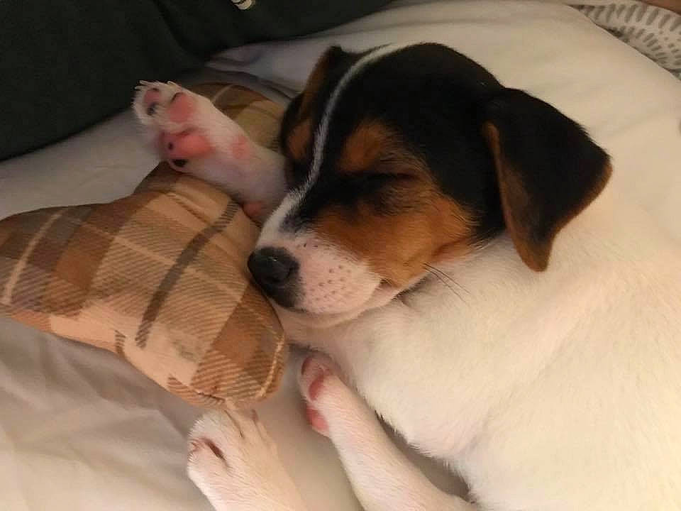 Max is registered to the contest to win money with this photo: beagle, beaglier, canidae, carnivore, companion_dog, danish_swedish_farmdog, dog, dog_breed, harrier, jack_russell_terrier, mammal, nap, parson_russell_terrier, pocket_beagle, puppy, puppy_love, ratonero_bodeguero_andaluz, russell_terrier, treeing_walker_coonhound, vertebrate