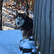 Shelby joined the competition — help win amazing prizes! husky, dog, snow, winter, forest, trees, wooden_structure, blue_eyes, animal, outdoor, nature, cold, snow_covered, peeking, canine, pet, winter_climate, wildlife, rustic, seasonal