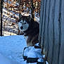 husky, dog, snow, winter, forest, trees, wooden_structure, blue_eyes, animal, outdoor, nature, cold, snow_covered, peeking, canine, pet, winter_climate, wildlife, rustic, seasonal