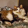 cat, fluffy, tabby, white_fur, brown_fur, lying_down, blanket, indoor, pet, cute, relaxed, cozy, animal, feline, soft, domestic_cat, resting, patterned_blanket, whiskers, ears