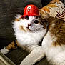 Fuzz is registered to the contest to win money with this photo: cat, fluffy, orange, white, fur, animal, pet, helmet, red, baseball, couch, indoor, relaxed, cute, portrait, whiskers, paw, laying, cozy, sports