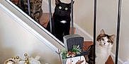 Fuzz is registered to the contest to win money with this photo: cat, cats, staircase, railing, wood, black_cat, tabby_cat, white_cat, holiday_decorations, snowman, pinecones, flowers, greenery, home_interior, curious, pets, festive, indoor, decor, winter