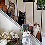 cat, cats, staircase, railing, wood, black_cat, tabby_cat, white_cat, holiday_decorations, snowman, pinecones, flowers, greenery, home_interior, curious, pets, festive, indoor, decor, winter