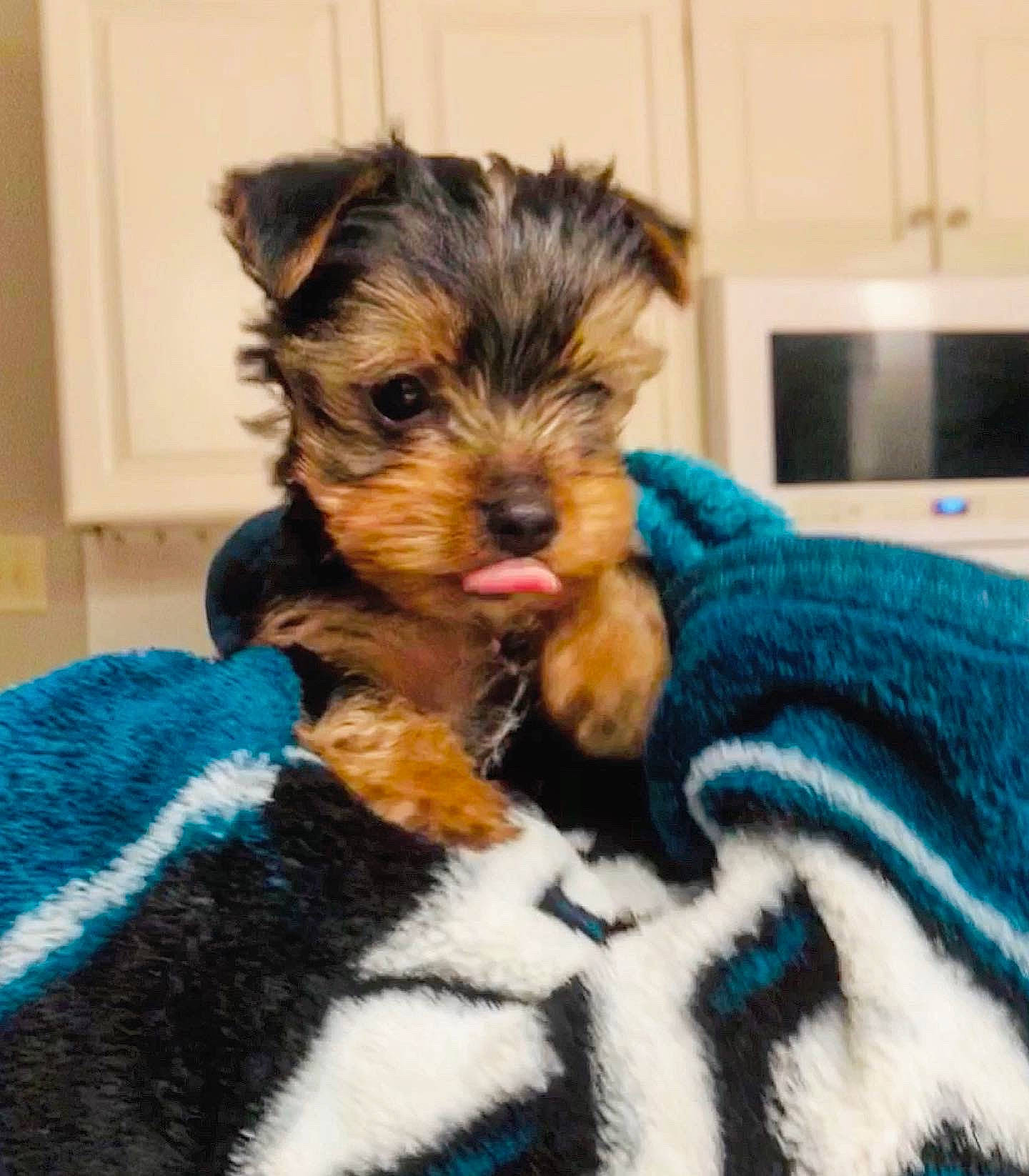 Bowser joined the competition — help win amazing prizes! biewer_terrier, canidae, carnivore, companion_dog, dog, dog_breed, maltepoo, mammal, morkie, norwich_terrier, puppy, skin, small_terrier, snout, sporting_lucas_terrier, terrier, toy_dog, vertebrate, yorkipoo, yorkshire_terrier