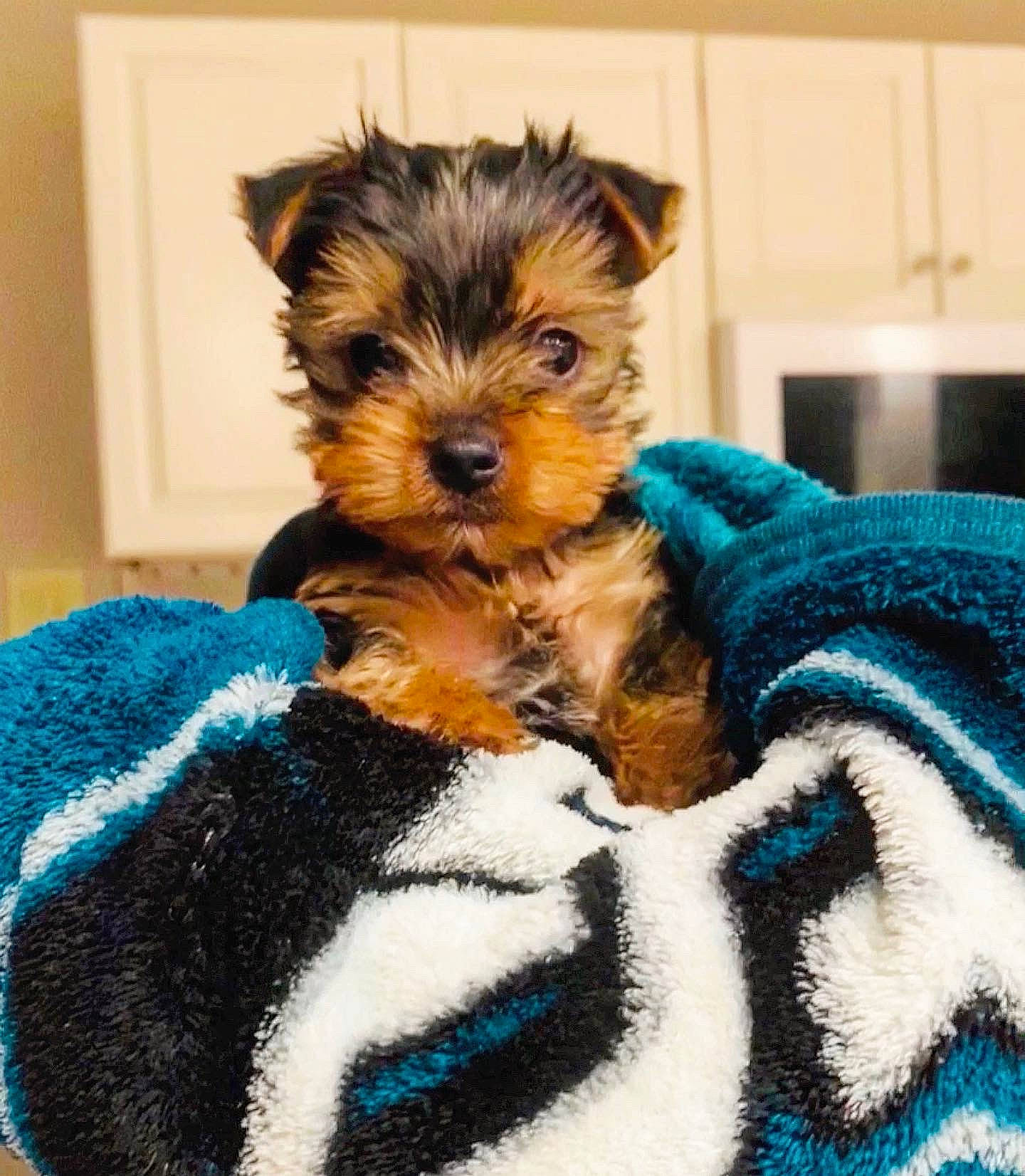 Bowser is registered to the contest to win money with this photo: australian_silky_terrier, australian_terrier, biewer_terrier, canidae, carnivore, companion_dog, dog, dog_breed, maltepoo, mammal, morkie, norwich_terrier, puppy, rare_breed_dog, small_terrier, terrier, toy_dog, vertebrate, yorkipoo, yorkshire_terrier