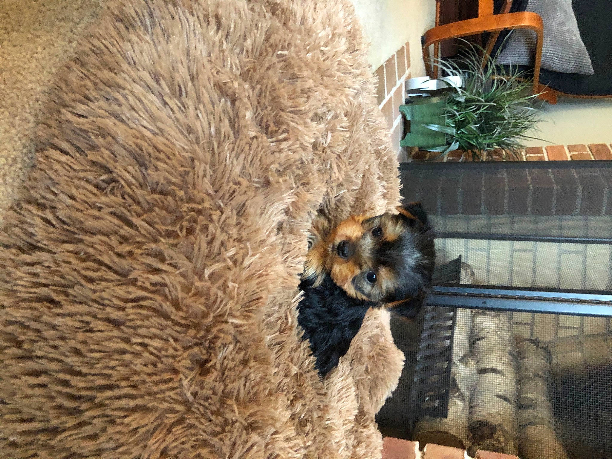 Bowser joined the competition — help win amazing prizes! border_terrier, canidae, carnivore, dog, dog_breed, fawn, fur, snout, sporting_group, terrier