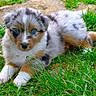 puppy, dog, grass, outdoor, blue_eyes, fur, cute, animal, pet, nature, young, adorable, laying_down, stones, small, mammal, playful, fluffy, canine, alert