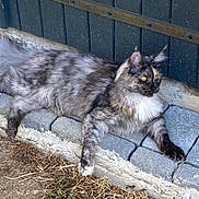 Waya Beligat participe au concours pour gagner de l'argent avec cette photo : cat, fluffy, yellow_eyes, lounging, stone_ledge, wooden_wall, outdoor, animal, pet, feline, fur, resting, curious, side_view, nature, ground, daylight, wildlife, mammal, domestic