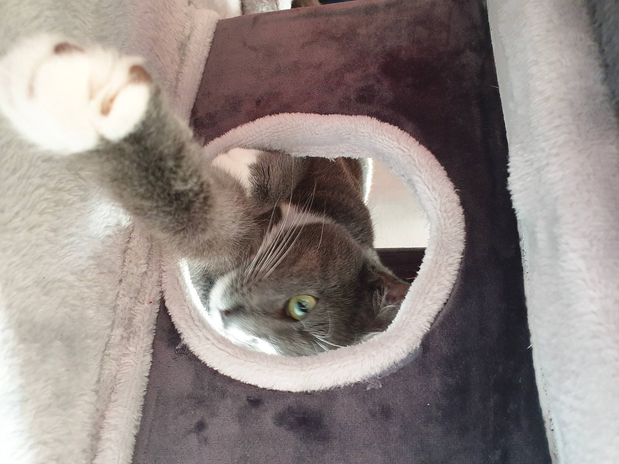 Fripon a rejoint le concours — aidez-le/la à gagner de superbes lots ! carnivore, cat, cat_supply, claw, comfort, domestic_short_haired_cat, fawn, felidae, fur, grey, paw, pet_supply, small_to_medium_sized_cats, snout, tail, terrestrial_animal, tree, whiskers, wood