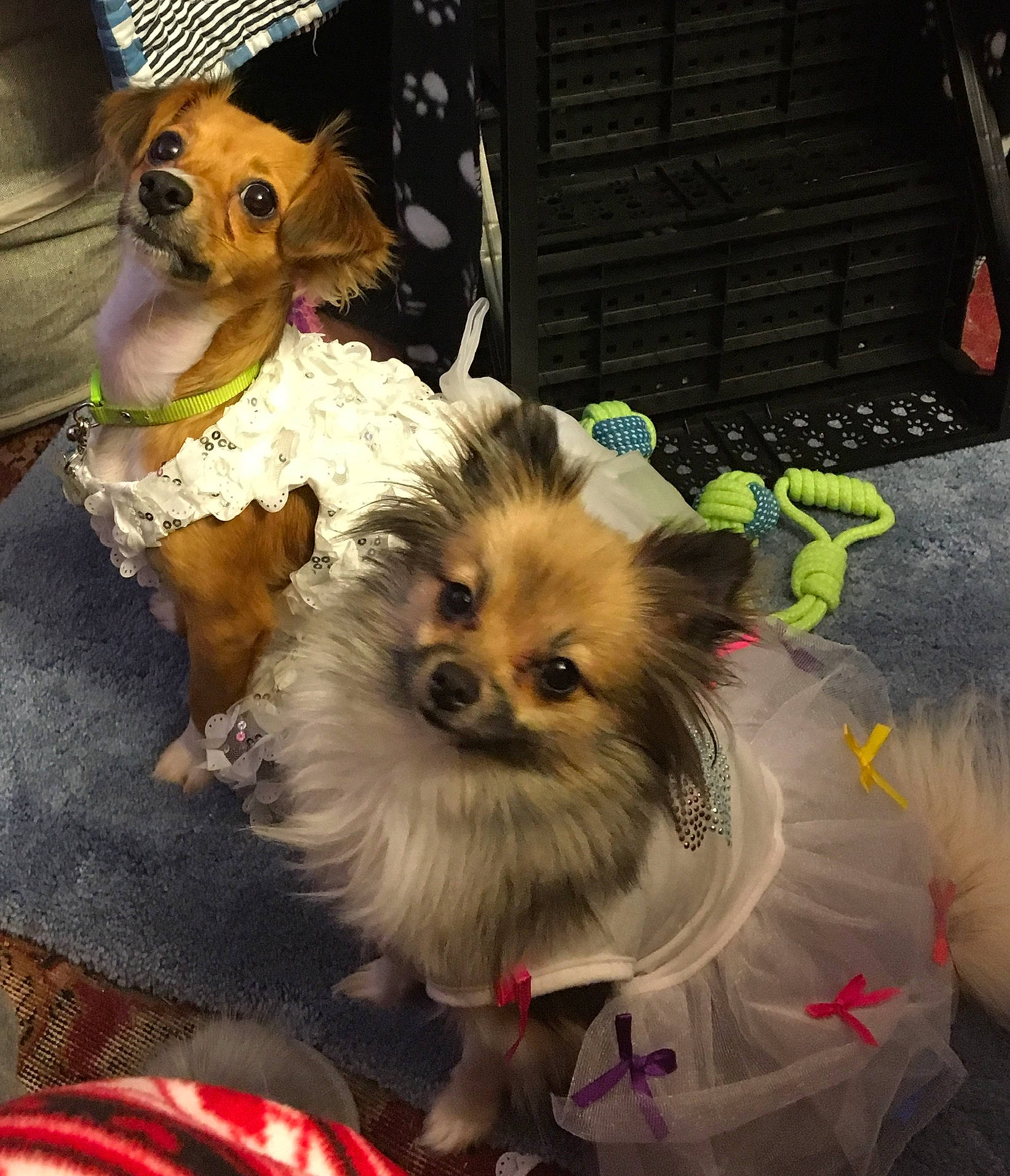 Chloe joined the competition — help win amazing prizes! canidae, carnivore, companion_dog, corgi_chihuahua, dog, dog_breed, dog_clothes, dog_supply, event, fawn, fur, german_spitz_klein, pet_supply, small_terrier, snout, sporting_group, toy_dog, volpino_italiano, whiskers, working_animal