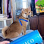 Monaco Rye joined the competition — help win amazing prizes! bed, blue_can, brown_dog, can, cartoon, clothes, cozy, curious, dog, furniture, hand, harness, indoor, mirror, pet, reflection, room, seated, television, wood_paneling