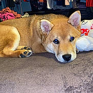Monaco Rye joined the competition — help win amazing prizes! bed, black_nose, blanket, brown_fur, cozy, cute, dog, ears, fur, indoor, looking, lying_down, paws, pet, puppy, relaxed, shiba_inu, stuffed_animal, teddy_bear, toy