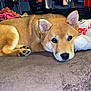 bed, black_nose, blanket, brown_fur, cozy, cute, dog, ears, fur, indoor, looking, lying_down, paws, pet, puppy, relaxed, shiba_inu, stuffed_animal, teddy_bear, toy
