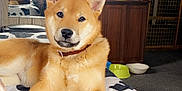 Monaco Rye is registered to the contest to win money with this photo: bed, blanket, carpet, collar, cow_print, dog, furniture, indoor, living_room, mirror, painting, pet_bowls, reflection, relaxed, shiba_inu, smiling_dog, song_display, television, window, wood_paneling