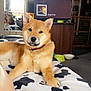 bed, blanket, carpet, collar, cow_print, dog, furniture, indoor, living_room, mirror, painting, pet_bowls, reflection, relaxed, shiba_inu, smiling_dog, song_display, television, window, wood_paneling