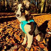 Akamaru participe au concours pour gagner de l'argent avec cette photo : animal, autumn_leaves, brown_leaves, canine, cute, daylight, dog, fall, forest, fur, harness, nature, outdoor, pet, puppy, season, sitting, sunlight, tree, young_dog