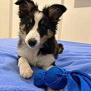 Akamaru a rejoint le concours — aidez-le/la à gagner de superbes lots ! puppy, dog, toy, blue_blanket, indoor, pet, cute, canine, fur, playful, paw, animal, young_dog, black_and_white, brown, ears, nose, bed, relaxed, looking