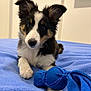 puppy, dog, toy, blue_blanket, indoor, pet, cute, canine, fur, playful, paw, animal, young_dog, black_and_white, brown, ears, nose, bed, relaxed, looking