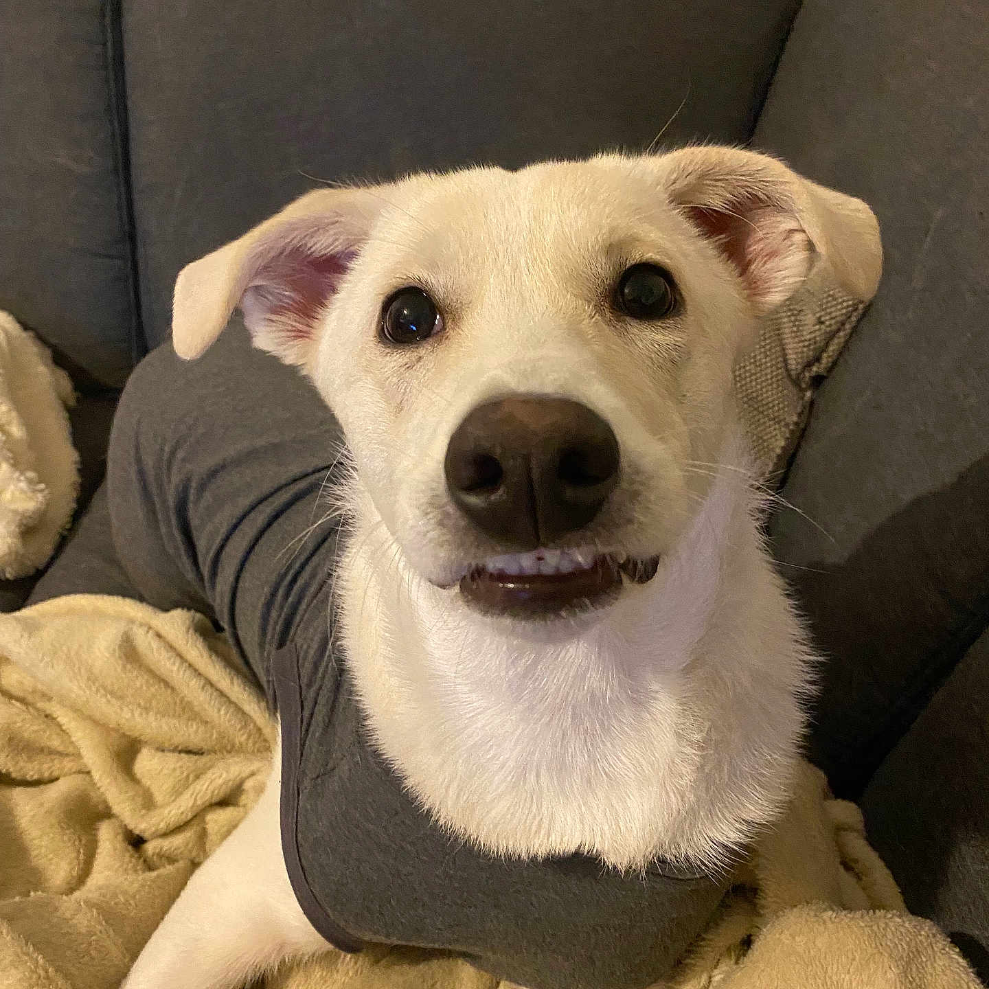 Froomy participe au concours pour gagner de l'argent avec cette photo : animal, blanket, canine, couch, cushion, dog, dogbed, furniture, homedecor, hound, labradorretriever, person, pet, pillow, puppy, sitting, sleeping, snout, whitedog