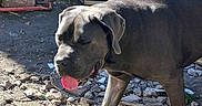 Agnar a rejoint le concours — aidez-le/la à gagner de superbes lots ! dog, canine, large_dog, gray_dog, standing, tongue_out, outdoors, sunlight, rocky_ground, dirt, construction_site, debris, wood, tarp, shadows, portrait, animal, pet, happy, close_up