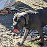 dog, canine, large_dog, gray_dog, standing, tongue_out, outdoors, sunlight, rocky_ground, dirt, construction_site, debris, wood, tarp, shadows, portrait, animal, pet, happy, close_up