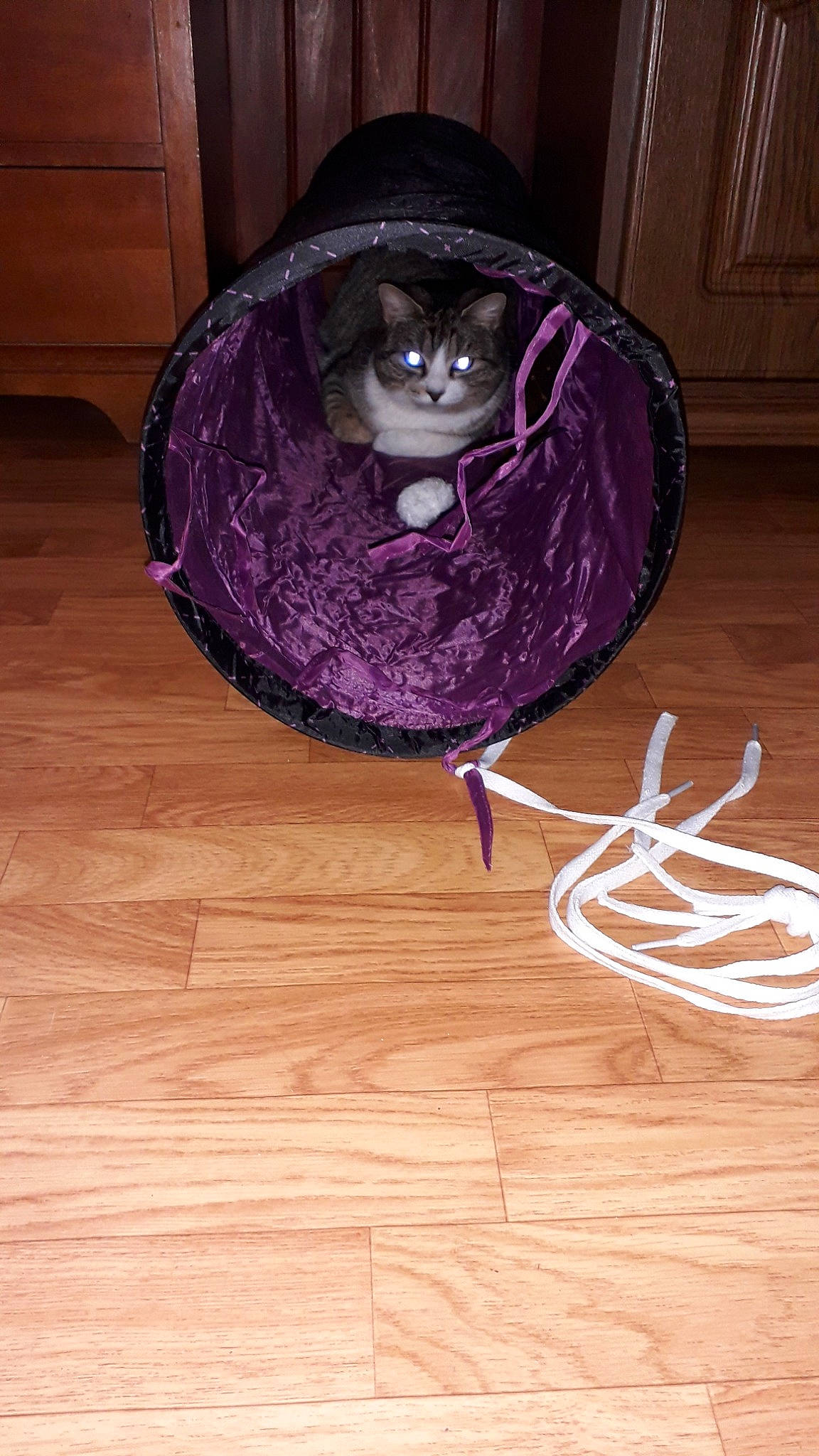 Paulette a rejoint le concours — aidez-le/la à gagner de superbes lots ! cat, felidae, magenta, purple, small_to_medium_sized_cats, violet, whiskers