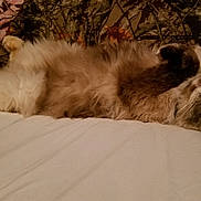 Gypsygirl is registered to the contest to win money with this photo: birman, carnivoran, cat, cat_like_mammal, fur, himalayan, mammal, persian, ragdoll, small_to_medium_sized_cats, snout, whiskers