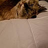 Gypsygirl joined the competition — help win amazing prizes! carnivoran, cat, cat_like_mammal, fur, kitten, mammal, persian, ragdoll, small_to_medium_sized_cats, snout, vertebrate, whiskers