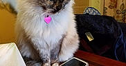 Gypsygirl is registered to the contest to win money with this photo: balinese, birman, carnivoran, cat, cat_like_mammal, domestic_long_haired_cat, fur, kitten, mammal, ragdoll, small_to_medium_sized_cats, snout, whiskers