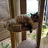 Gypsygirl is registered to the contest to win money with this photo: carnivoran, cat, cat_like_mammal, fauna, fur, kitten, small_to_medium_sized_cats, whiskers