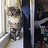 Lucifer is registered to the contest to win money with this photo: animal, cat, curious, curtain, desk, feline, fur, indoor, kitten, light, paws, pets, room, shadow, stationery, sticky_notes, whiskers, window, windowsill, young