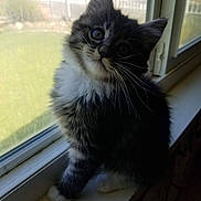Lucifer joined the competition — help win amazing prizes! animal, black_and_white, cat, curious, cute, domestic_cat, feline, fluffy, fur, indoors, kitten, looking, natural_light, pet, portrait, sitting, whiskers, window, windowsill, young_animal