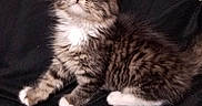 Lucifer joined the competition — help win amazing prizes! adorable, animal, black_background, cat, curious, cute, ears, feline, fluffy, indoor, kitten, looking_up, pet, small, soft_texture, tabby, whiskers, white_chest, white_paws, young