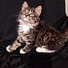 adorable, animal, black_background, cat, curious, cute, ears, feline, fluffy, indoor, kitten, looking_up, pet, small, soft_texture, tabby, whiskers, white_chest, white_paws, young