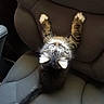 Lucifer is registered to the contest to win money with this photo: animal, cat, curious, cute, feline, fur, gray_chair, indoor, kitten, looking_up, paws, pet, playful, seat, small, soft, stretching, tabby, whiskers, young