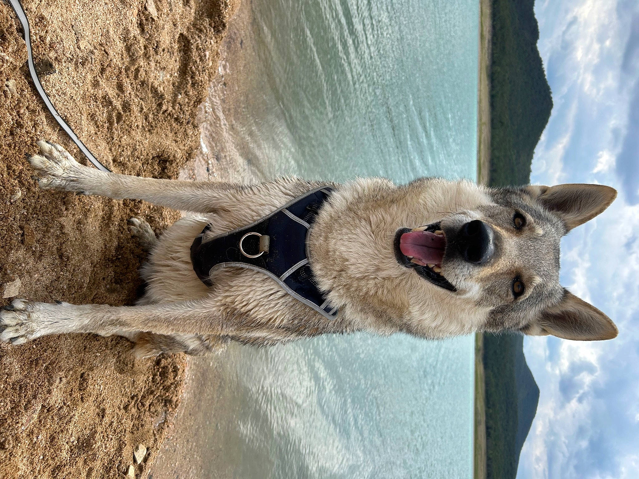 Akela a rejoint le concours — aidez-le/la à gagner de superbes lots ! carnivore, cloud, collar, dog, dog_breed, fawn, fur, jaw, lake, landscape, sky, snout, sporting_group, terrestrial_animal, trunk, twig, water, wildlife, wood, working_animal
