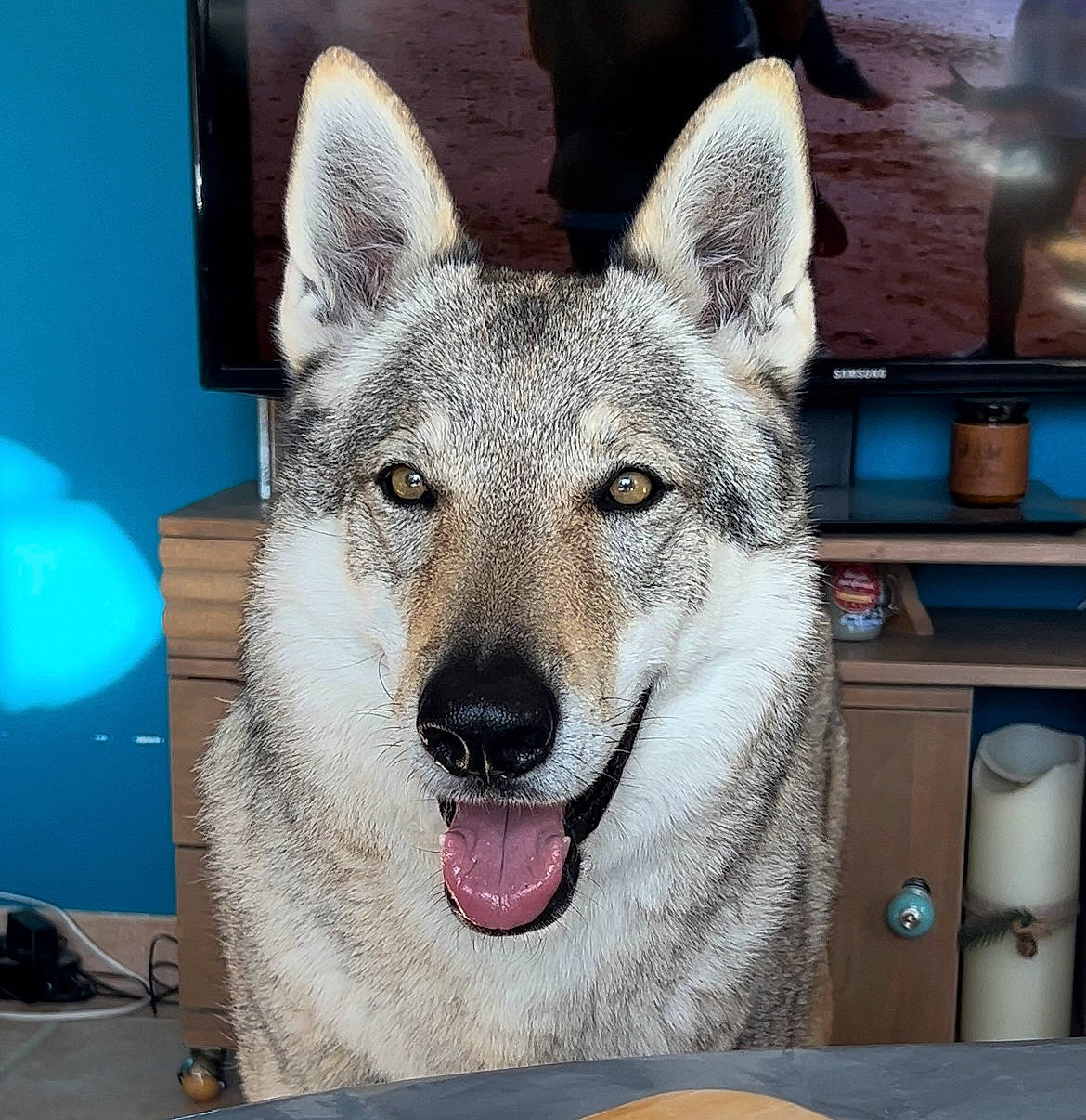 Akela a rejoint le concours — aidez-le/la à gagner de superbes lots ! canidae, canis, carnivore, companion_dog, dog, dog_breed, east_european_shepherd, eye, fur, grey, jaw, non_sporting_group, snout, sporting_group, terrestrial_animal, whiskers, wildlife, wolf, working_animal, working_dog