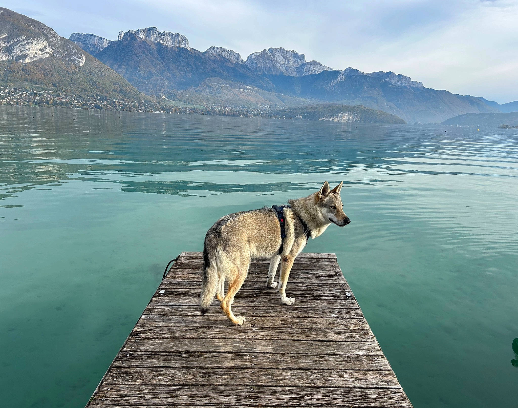 Akela participe au concours pour gagner de l'argent avec cette photo : calm, carnivore, cloud, dog, dog_breed, fell, glacial_landform, highland, hill, lake, landscape, mountain, mountain_range, natural_landscape, sky, sporting_group, water, water_resources, wilderness, working_animal